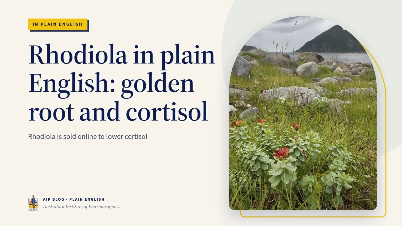 Rhodiola in plain English: golden root and cortisol - Australian Institute of Pharmacognosy