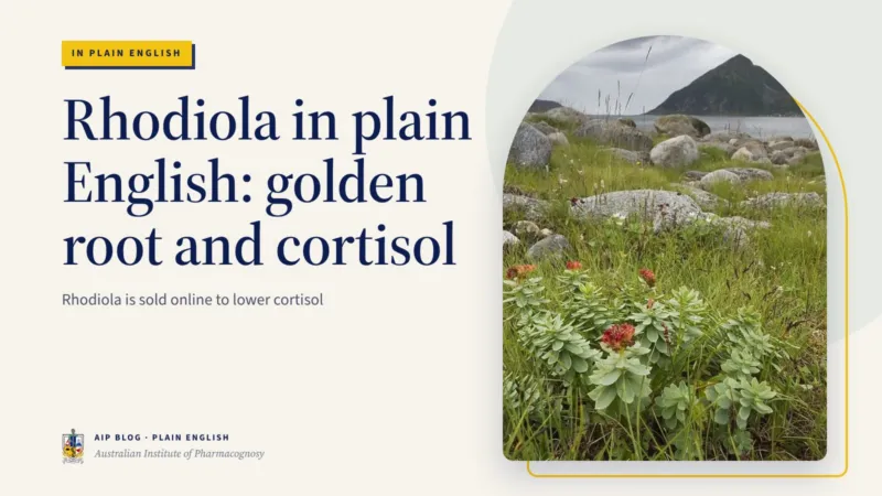 Rhodiola in plain English: golden root and cortisol