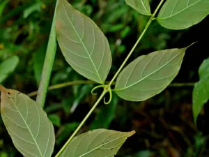 Uncaria rhynchophylla gou teng stem with paired hooks, Taiwan