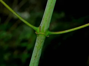 Uncaria rhynchophylla stem node with hooks