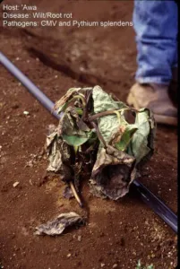 Wilting young Piper methysticum plant pulled from red soil showing root rot