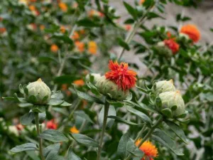 Chapter 11: Carthamus tinctorius, an adulterant of Crocus sativus, safflower, an adulterant
