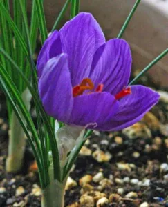 Chapter 9: Crocus sativus, a single flower