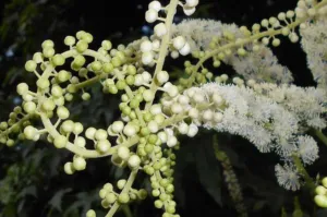 Black cohosh Actaea racemosa flower buds and open flowers on a branched raceme