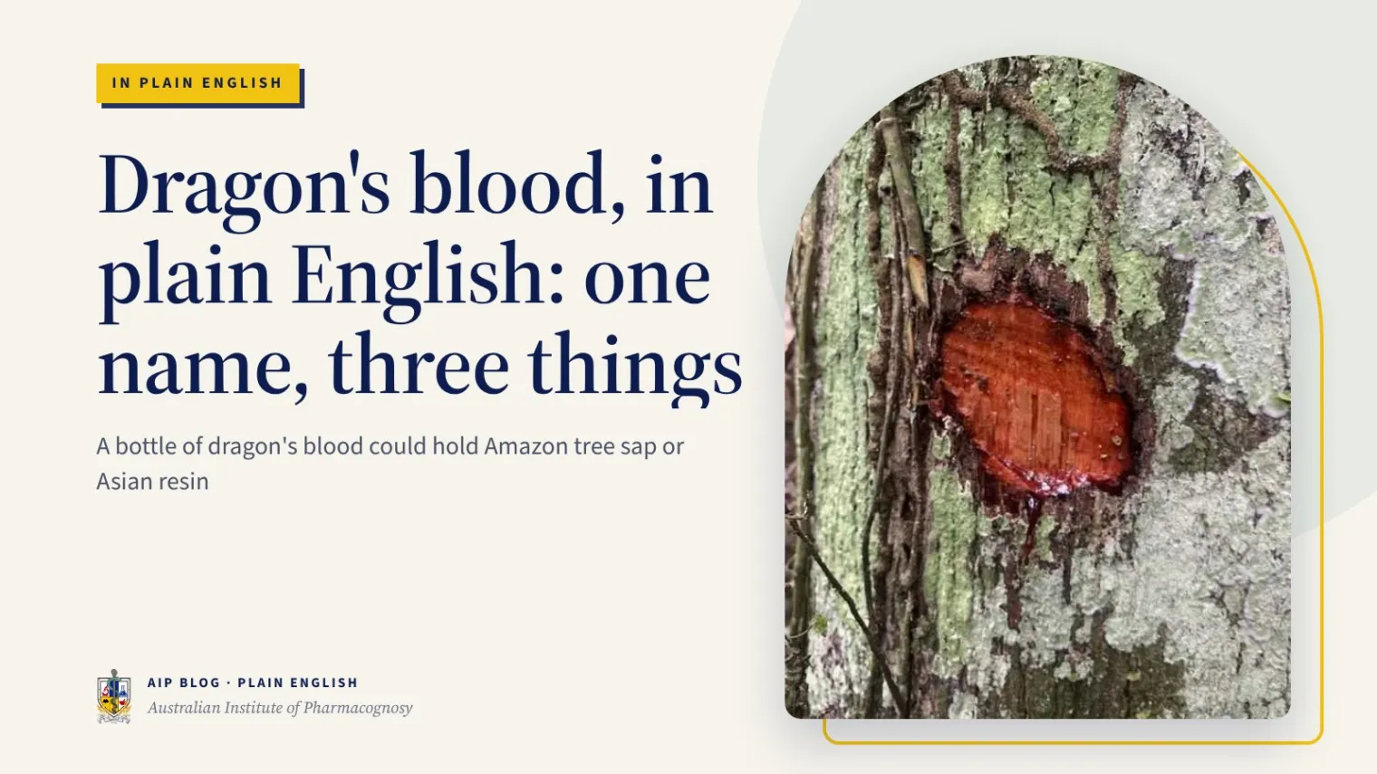 Dragon's blood, in plain English: one name, three things - Australian Institute of Pharmacognosy
