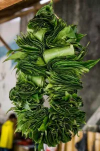 Chapter 4: Ilex guayusa, a leaf necklace
