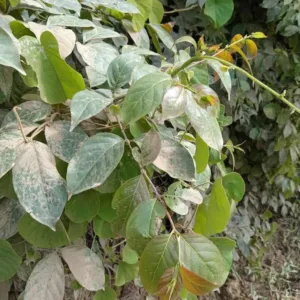 Chapter 3: Uncaria, foliage at Satipo