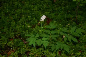 Black cohosh Actaea racemosa plant with a single white flowering stem in green woodland