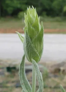 Young closed flower spike of Sideritis scardica with overlapping woolly bracts