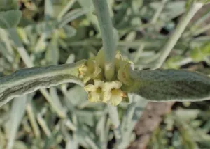 Chapter 8: Sideritis mountain tea, S. scardica