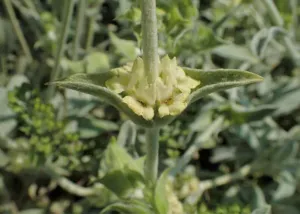 Chapter 2: Sideritis mountain tea, the bracts