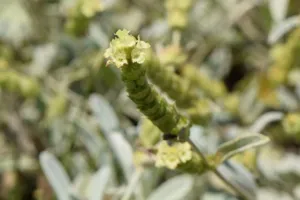 Chapter 5: Sideritis mountain tea, a flower whorl