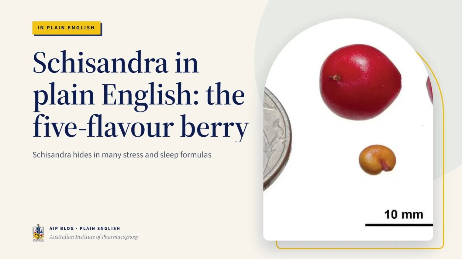Schisandra in plain English: the five-flavour berry - Australian Institute of Pharmacognosy