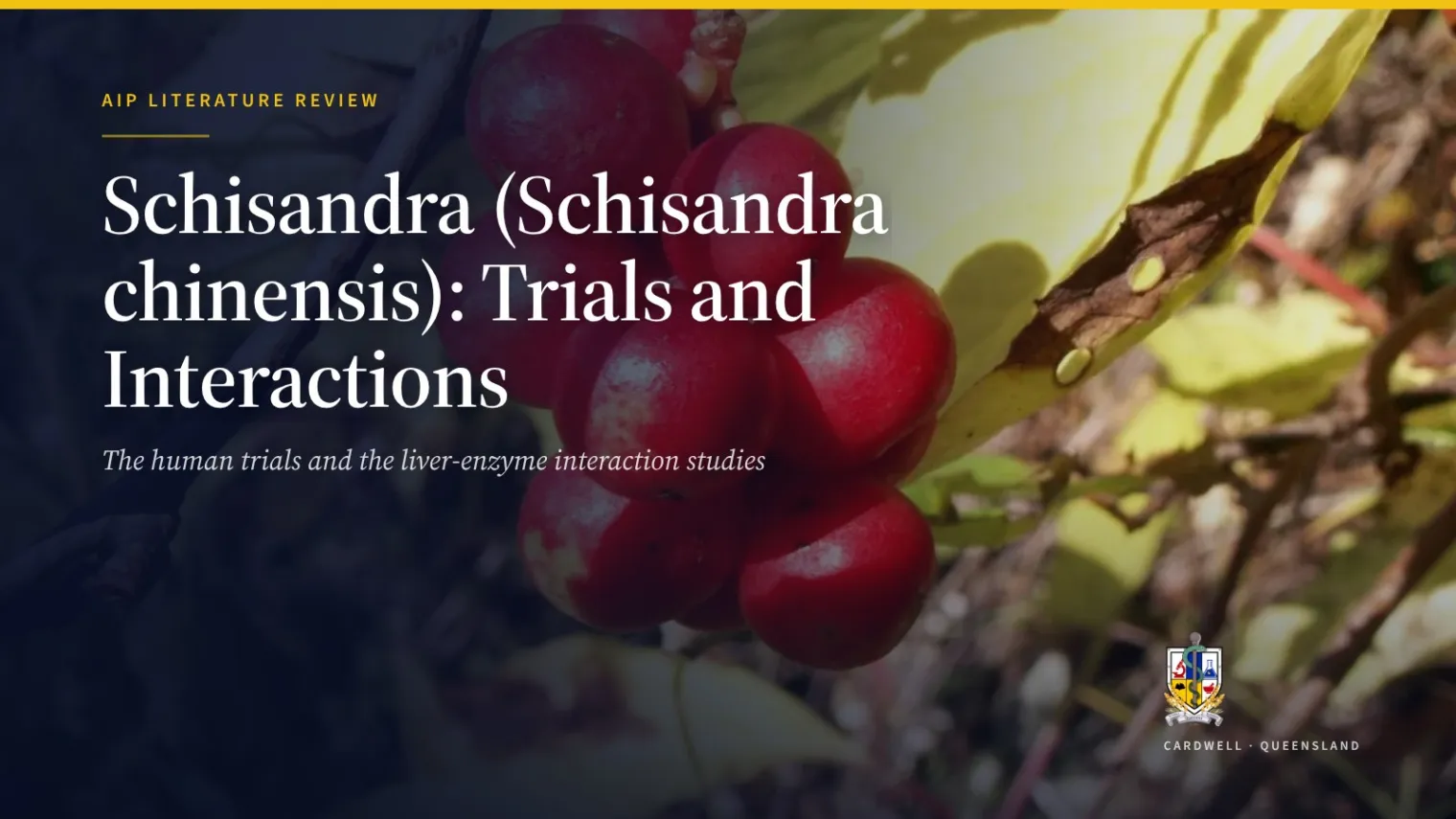 Schisandra (Schisandra chinensis): Trials and Interactions - Australian Institute of Pharmacognosy