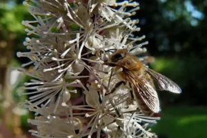 Bee foraging on white stamens of Actaea racemosa black cohosh flowers