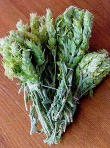 Chapter 10: Sideritis mountain tea, dried bunches