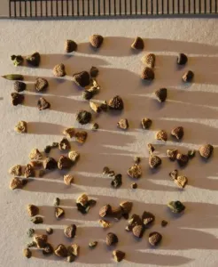 Small brown flattened Gynostemma seeds scattered on a light surface