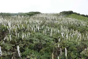 Field of Actaea simplex, an Asian bugbane related to black cohosh, flowering on Mount Ibuki, Japan