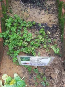 Gynostemma pentaphyllum grown on the ground as a labelled bed in a herb garden in Singapore