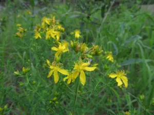 Yellow five-petalled Hypericum perforatum St Johns wort flowers, an ingredient combined with Crocus sativus in some products