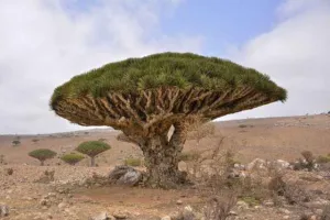 Dracaena cinnabari dragon blood tree with umbrella crown on Socotra, not Croton lechleri