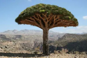 Dracaena cinnabari dragon blood tree on Socotra against a pale sky, a different plant from Croton lechleri