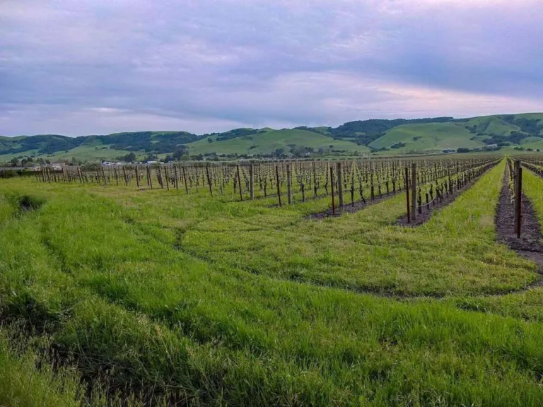 A Sonoma County vineyard in northern California