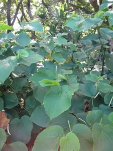 Piper methysticum leaves and narrow flower spikes