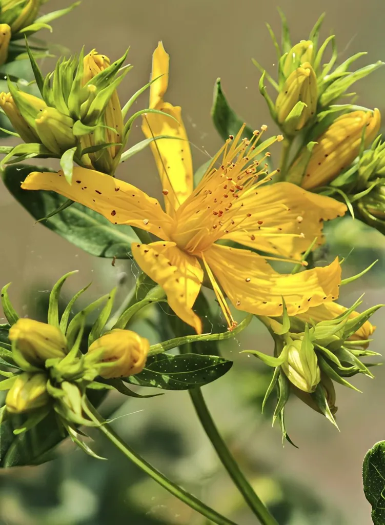 St John's wort, Hypericum perforatum, yellow flowers and buds