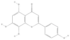 Chemical structure of Isoscutellarein