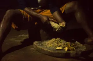 Hands grinding fresh Piper methysticum root with a sharpened stone in Vanuatu