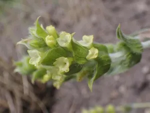 Chapter 6: Sideritis mountain tea, malotira