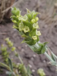 Sideritis syriaca flowering stem with spaced whorls of yellow flowers
