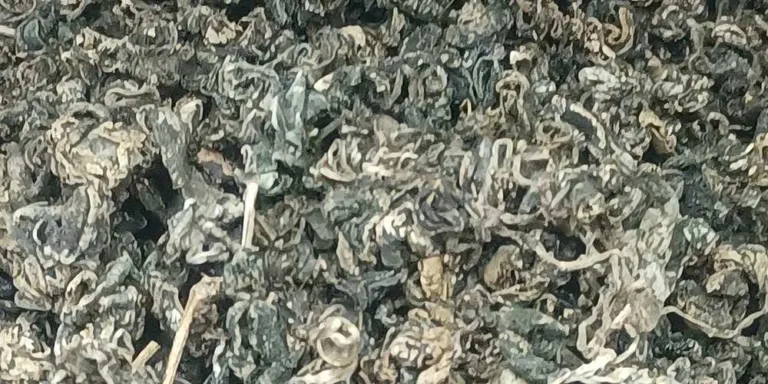Curled dried Gynostemma pentaphyllum leaves sold as jiaogulan tea