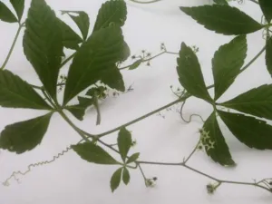 Gynostemma pentaphyllum stem with five-leaflet leaves and coiled tendrils against a white background