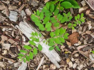 Phyllanthus tenellus with rounded leaves on mulch in a Brisbane garden