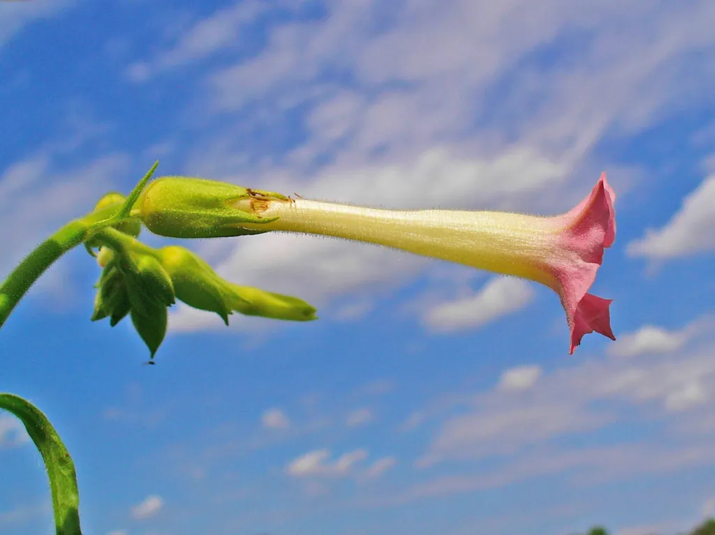Pink trumpet-shaped tobacco flower, Nicotiana tabacum, against a blue sky