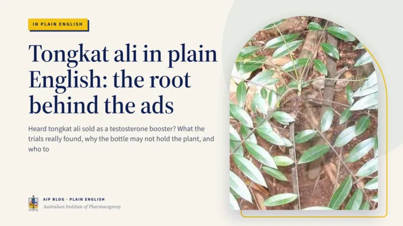 Tongkat ali in plain English: the root behind the ads