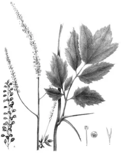 Botanical plate of Cimicifuga racemosa, black cohosh, from Torrey's Flora of the State of New York 1843