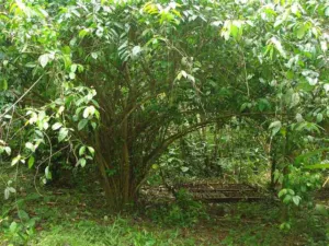 Chapter 3: Ilex guayusa, a cultivated tree