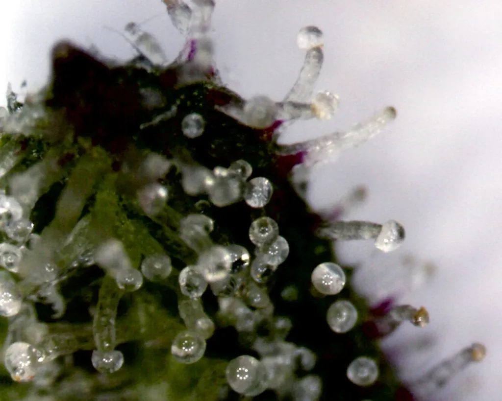 Magnified cannabis flower showing dense stalked trichomes with resin heads