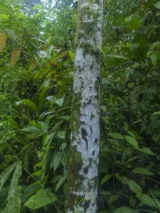 Croton lechleri smooth pale grey trunk in Ecuadorian rainforest near Puyo