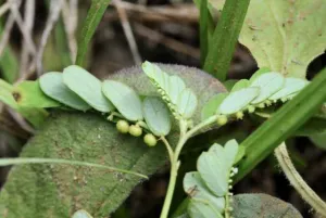 Phyllanthus urinaria with reddish stems and two rows of oblong leaves