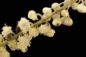 Actaea racemosa black cohosh flower buds and stamens close up against a black background