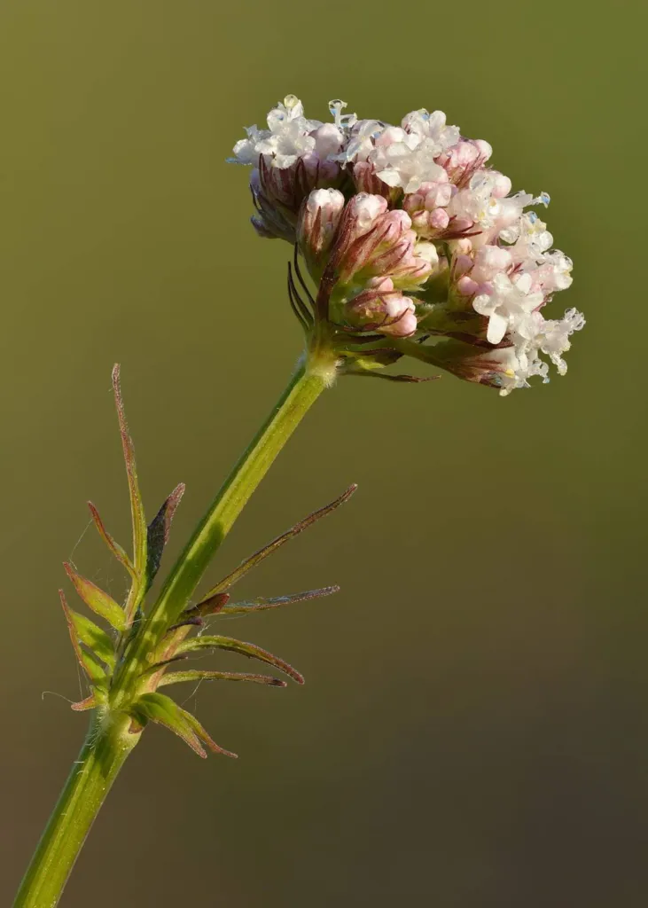 Valerian, Valeriana officinalis, pale pink flower heads