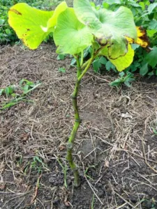 Young kava plant growing from a cutting in red soil, Tafea, Vanuatu