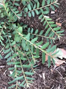 Native Phyllanthus virgatus with slender stems and narrow grey-green leaves, Brisbane