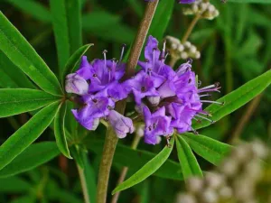 Vitex agnus-castus chaste tree purple flower spike