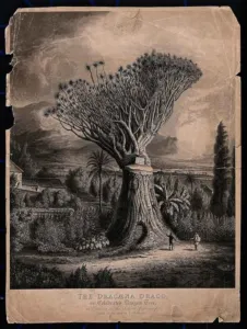 Historical aquatint of an old Dracaena draco dragon tree with a cut trunk releasing resin