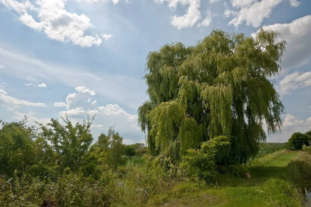 White willow, Salix alba, a tree in summer leaf